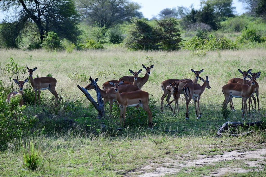 Selous NP